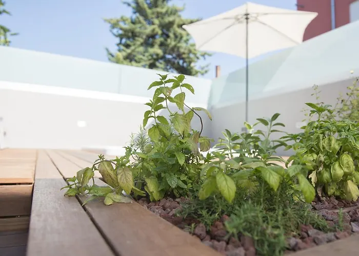 Danex Premium * Umag