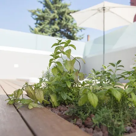 Danex Premium * Umag